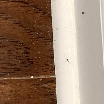 RENOSY by Renters Warehouse Minneapolis - Spider in the kitchen - Property Management Near Me - Minneapolis, Minnesota RENOSY by Renters Warehouse Minneapolis - Spider in the kitchen - Property Management Near Me - Minneapolis, Minnesota