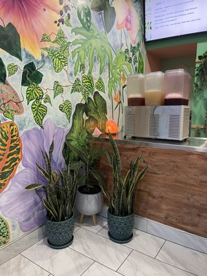 Photo of lil’ Vegerie - Redondo Beach, CA, US. Everywhere you turn something natural to look at!