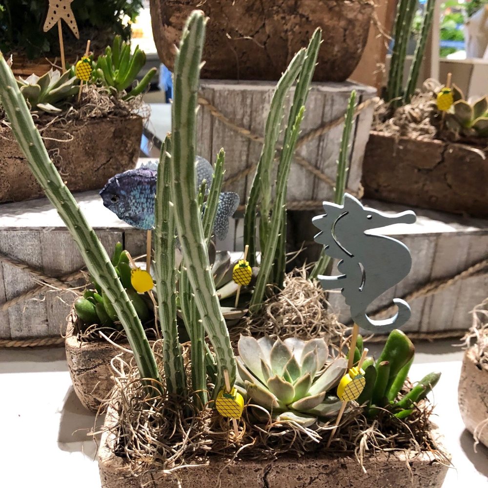 Market District Carmel - Adorable succulent planter - Grocery Near Me - Carmel, Indiana Market District Carmel - Adorable succulent planter - Grocery Near Me - Carmel, Indiana