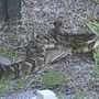 Photo of Lowcountry Wildlife Control