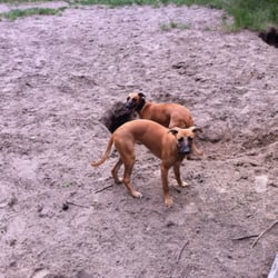 Hundeauslaufgebiet Pichelswerder
