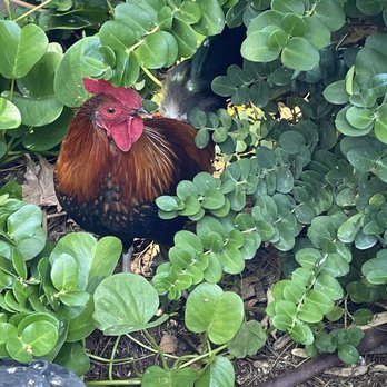 Star Noodle - Resident rooster - Asian Fusion Near Me - Lahaina, Hawaii Star Noodle - Resident rooster - Asian Fusion Near Me - Lahaina, Hawaii