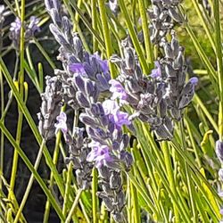 Fragrant Isle Lavender Farm and Shop