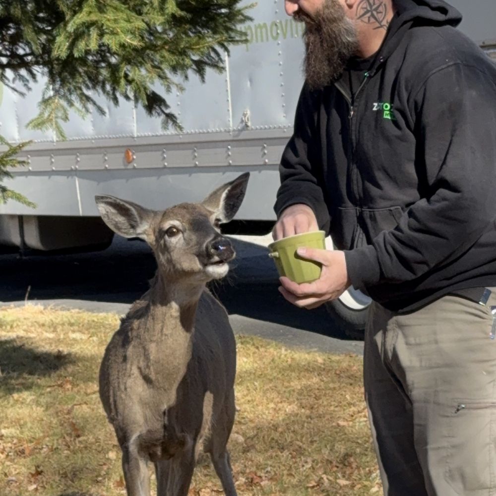 Zip to Zip Movers feeding deer in our yard. Zip to Zip Movers feeding deer in our yard.