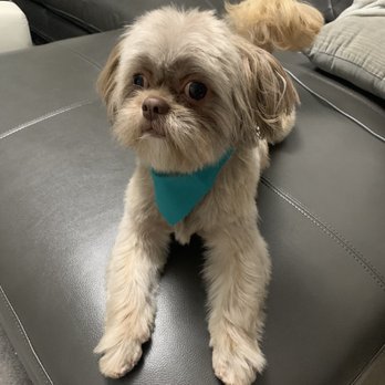 La Bone Pet Spa - Pet Stores Near Me - Cooper City, Florida