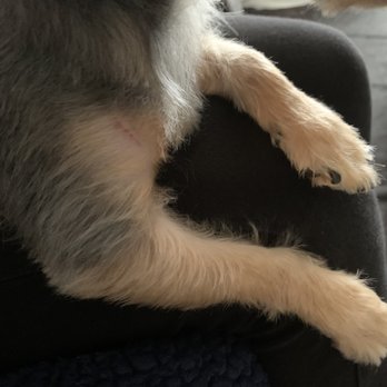 Dilworth Dog Grooming - Skin cuts. - Pet Groomers Near Me - Charlotte, North Carolina Dilworth Dog Grooming - Skin cuts. - Pet Groomers Near Me - Charlotte, North Carolina