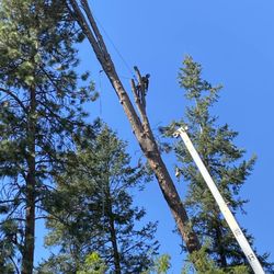 Double Black Diamond Tree Service