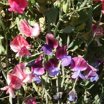 The Flower Fields - Sweet Peas - Venues & Event Spaces Near Me - Carlsbad, California