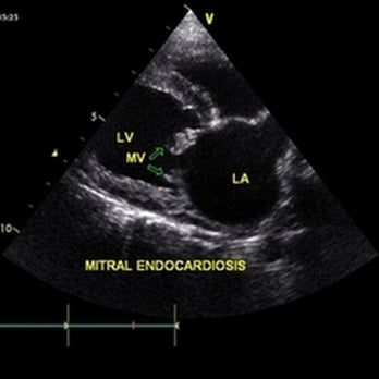 Vanguard Veterinary Hospital - Ultrasound is a valuable diagnostic imaging tool that we can use to assess many conditions in our pets. - Veterinarians Near Me - West End, North Carolina Vanguard Veterinary Hospital - Ultrasound is a valuable diagnostic imaging tool that we can use to assess many conditions in our pets. - Veterinarians Near Me - West End, North Carolina