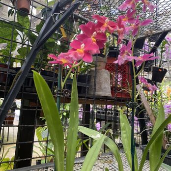 Kawamoto Orchid Nursery - Nurseries & Gardening Near Me - Honolulu, Hawaii