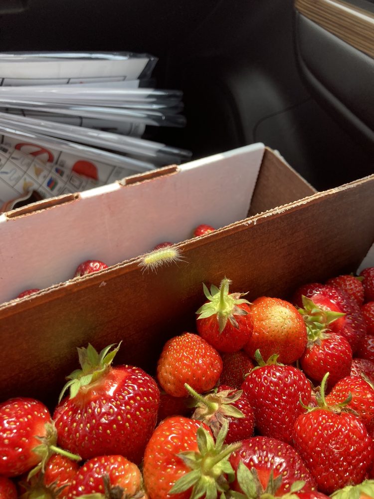 ROWE’S PRODUCE FARM Updated September 2024 43 Photos & 22 Reviews