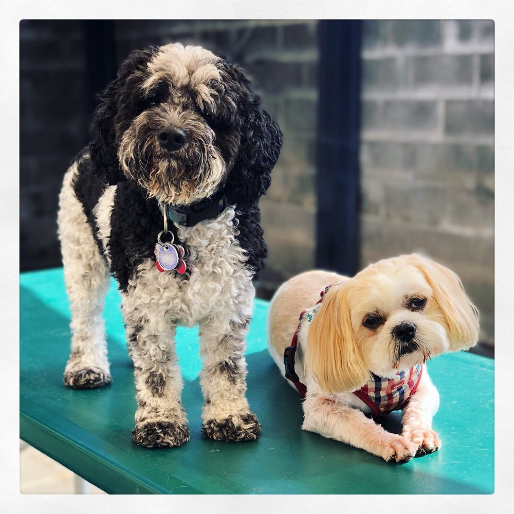 PUPPY’S PLAYPEN 123 Photos & 42 Reviews Pet Groomers 5205 W 95th