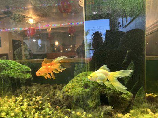 Taste Of Hong Kong by null