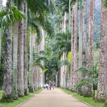 Jardim Botânico - Botanical Gardens Near Me - Rio de Janeiro, RJ