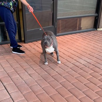 Vip Veterinary Services - Veterinarians Near Me - Santa Clarita, California Vip Veterinary Services - Veterinarians Near Me - Santa Clarita, California
