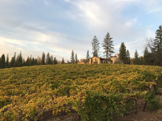 Miraflores Winery by null
