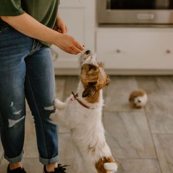 Devon’s Pet Care - Dog Walkers Near Me