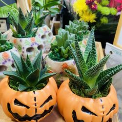 Sprouts Farmers Market - Halloween plants.