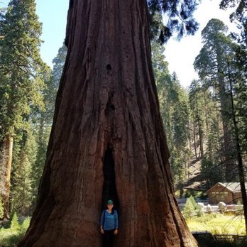 Giant Forest Museum - Museums Near Me - Three Rivers, California