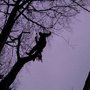 Photo of Jaguar Tree Service