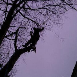 Jaguar Tree Service