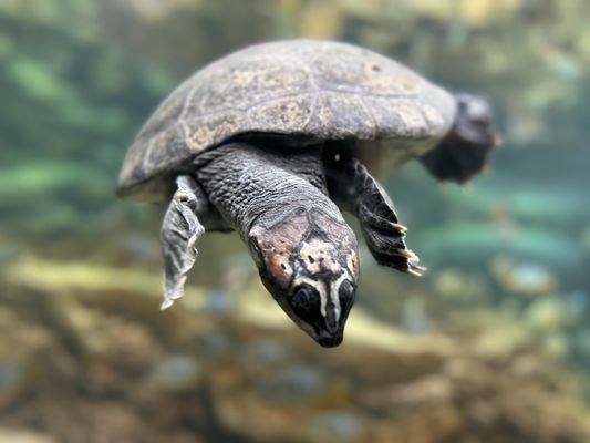 Shedd Aquarium by null Shedd Aquarium by null