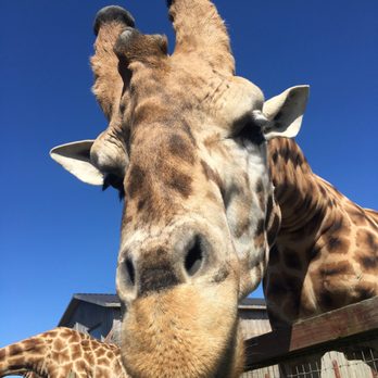 B Bryan Preserve - Feeding the giraffes was the highlight - Tours Near Me - Point Arena, California