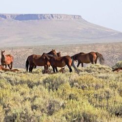 Pilot Butte Wild Horse Scenic Tour