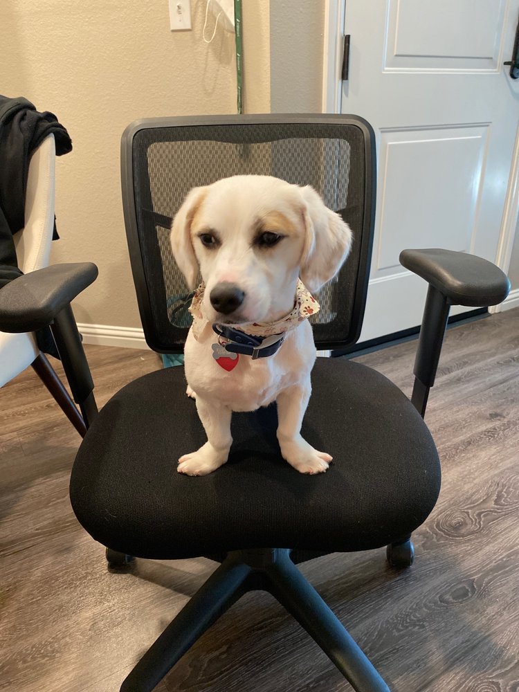 FUR GROOMERY Updated September 2024 26 Photos & 21 Reviews 458