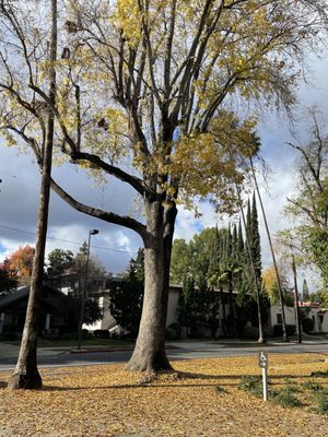 California Institute of Technology by null