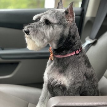 Premier Pet Salon - Yep, she's pretty! - Pet Groomers Near Me - Plymouth, Minnesota
