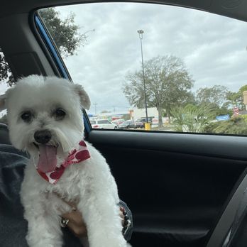 Pawsitive Vibes Pet Grooming - Pet Groomers Near Me - Melbourne, Florida
