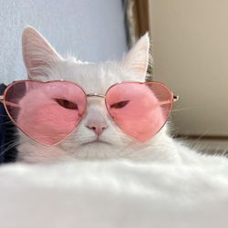 WeHo Cats!