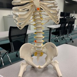 University Of St Augustine For Health Sciences - Irving - Mr. Bones
