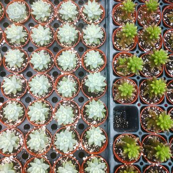 Groovy Plants Ranch - Nurseries & Gardening Near Me - Marengo, Ohio