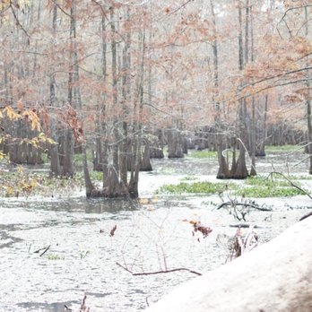 Martin Dies Jr State Park - Swampy! Beautiful - Fishing Near Me - Jasper, Texas