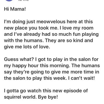 Club Cat - Post card, Zeus playing in the salon - Pet Boarding Near Me - Irvine, California Club Cat - Post card, Zeus playing in the salon - Pet Boarding Near Me - Irvine, California