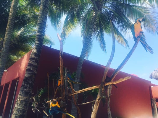 Paraiso de la Bonita, a Luxury Collection Resort, Riviera Maya, Adult All-Inclusive by null