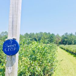 Blu By U - Sweet crisp blueberries