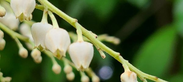 Conservatory Garden by null