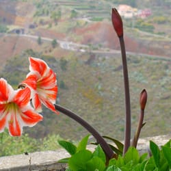 Mirador de San Bartolome