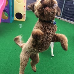 Central Bark Doggy Day Care
