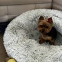 Photo of Fluffy Puppy