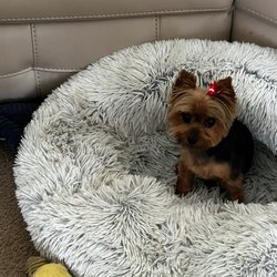 Fluffy Puppy - Misty