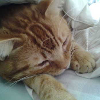A Gentle Rest - Pet Services Near Me A Gentle Rest - Pet Services Near Me