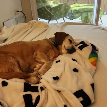 Andi's Pet Services - Pet Sitting Near Me Andi's Pet Services - Pet Sitting Near Me