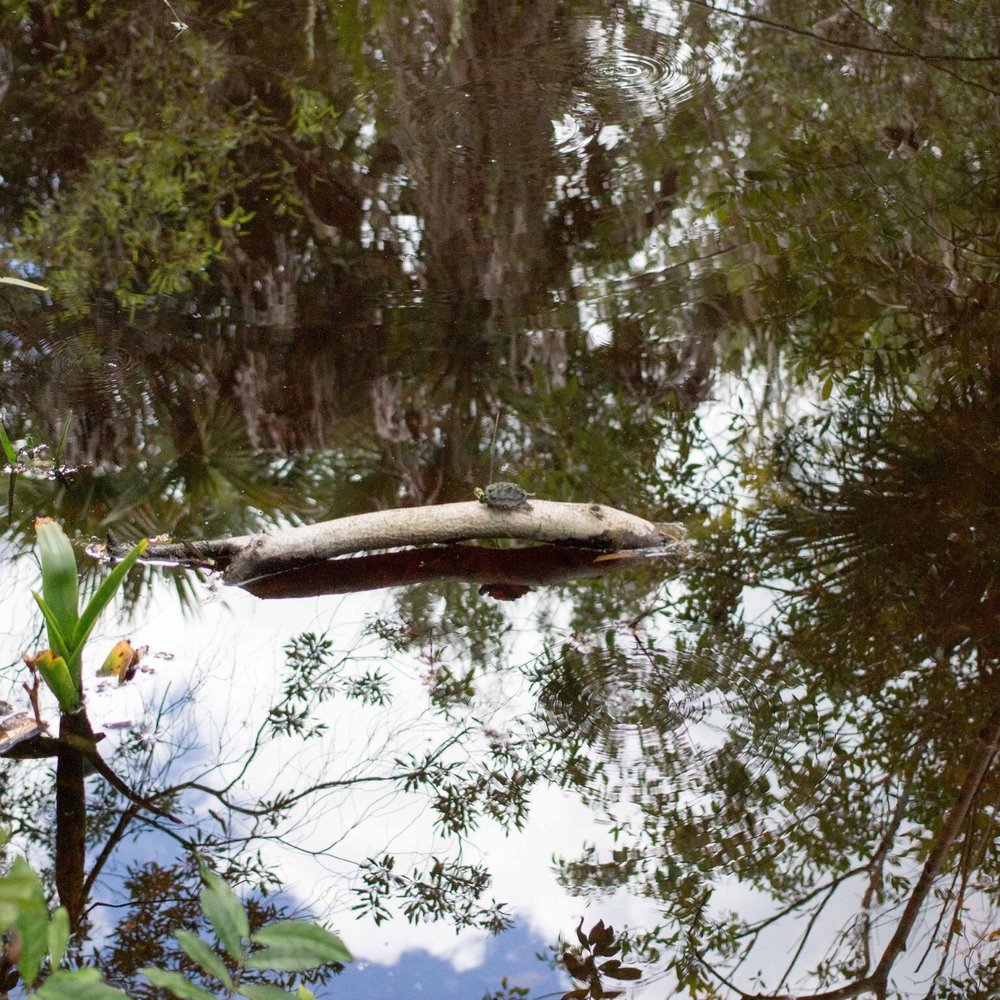 Fakahatchee Strand Preserve State Park - Parks Near Me - Copeland, Florida