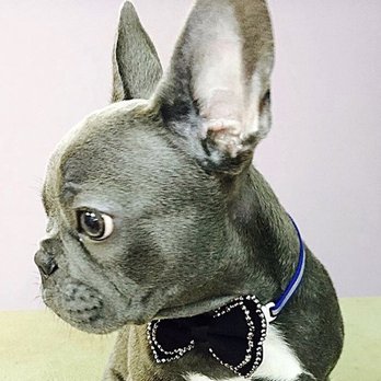 Bubbles & Biscuits Paw Spa - GQ French @mrfrenchthefrench - Pet Groomers Near Me - Astoria, New York
