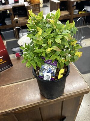 Coastal Farm & Ranch by null