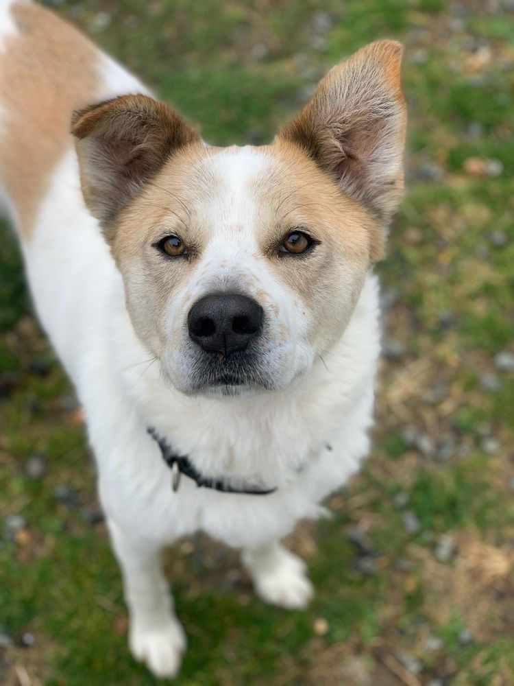 B&R KENNELS Updated September 2024 11 Photos & 11 Reviews 4534